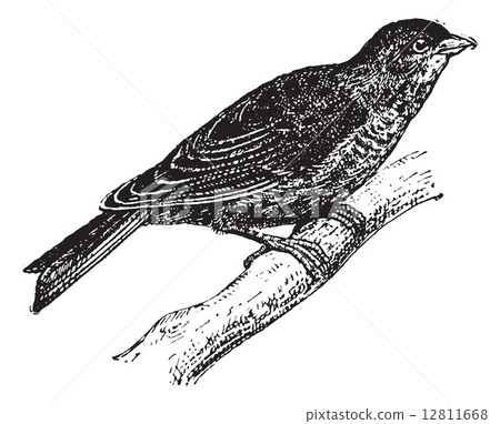Linnet or Carduelis cannabina, vintage engraving 12811668