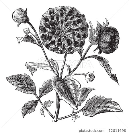 Dahlia or Dahlia sp., vintage engraving Dahlia or Dahlia sp., vintage engraving 12811698
