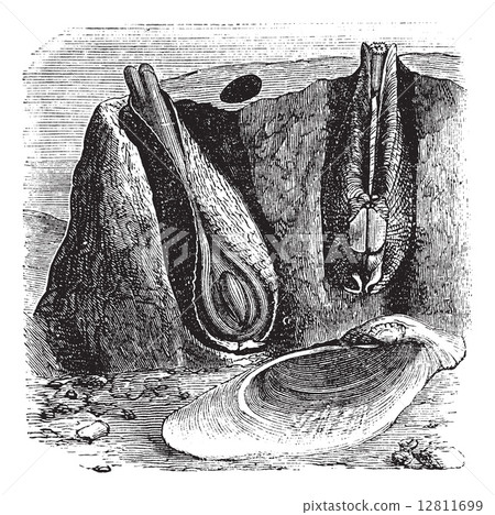 Common Piddock or Pholas dactylus vintage engraving 12811699