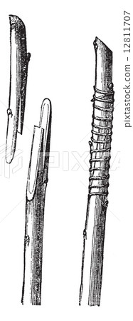Fig. 2 English transplant or whip grafting vintage engraving Fig. 2 English transplant or whip grafting vintage engraving 12811707
