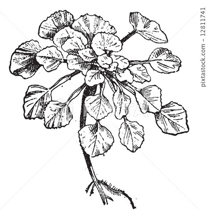 Water Chestnut or Trapa natans, vintage engraving 12811741