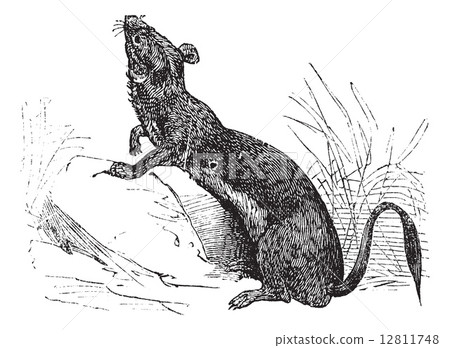 Stoat (Mustela erminea) or Ermine in summer pelt vintage engravi 12811748