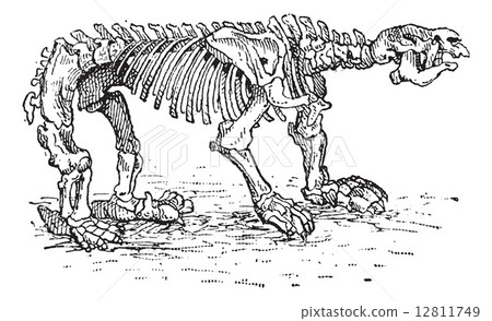 Megatheriid Ground Sloth or Megatherium sp., vintage engraving 12811749