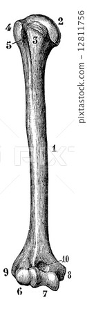 Humerus of the right side (from its front face), vintage engravi Humerus of the right side (from its front face), vintage engravi 12811756
