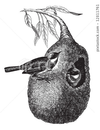 European Penduline Tit or Remiz pendulinus vintage engraving 12811761