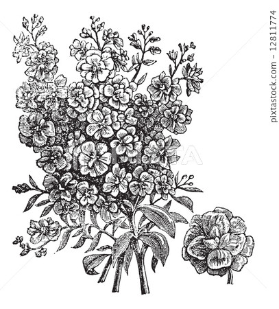 Double wallflower vintage engraving Double wallflower vintage engraving 12811774