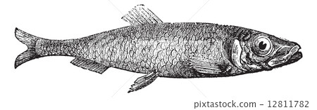 Atlantic herring of Europe (Clupea harengus) vintage engraving 12811782