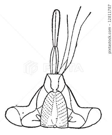 Stinging insects Hemiptera Mouth, vintage engraving. 12811787