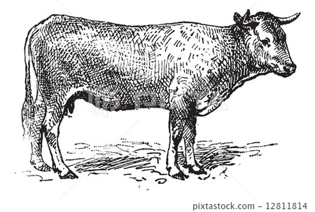 Garonne cattle, vintage engraving. 12811814
