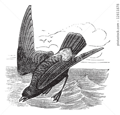 European Storm-petrel or Storm Petrel or Hydrobates pelagicus, v European Storm-petrel or Storm Petrel or Hydrobates pelagicus, v 12811878