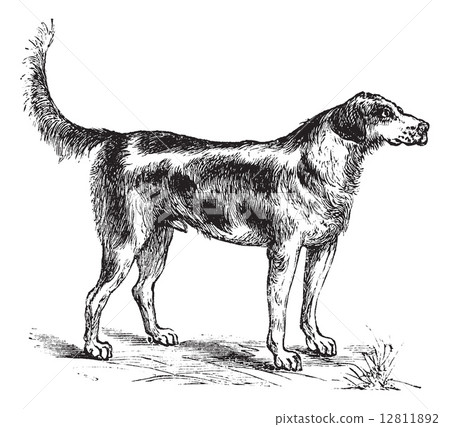 Harrier or Canis lupus familiaris vintage engraving 12811892