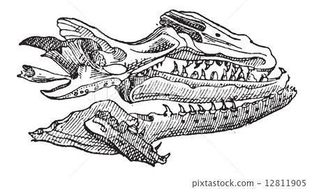 Mosasaur, vintage engraving 12811905