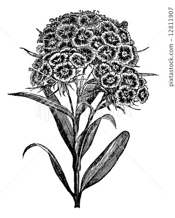 Carnation Barbu (Dianthus barbatus) or Sweet William. vintage en 12811907