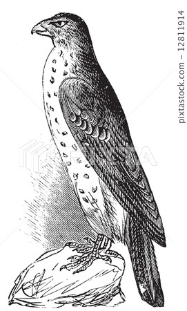 Cooper's Hawk or Accipiter Cooperi vintage illustration. 12811914