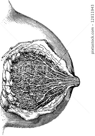 Mamary gland, vintage engraving. 12811943