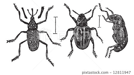 Weevil vintage engraving Weevil vintage engraving 12811947