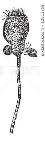 Vorticella or Vorticella sp., vintage engraving 12811958