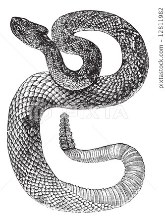 South American Rattlesnake or Tropical Rattlesnake or Crotalus d South American Rattlesnake or Tropical Rattlesnake or Crotalus d 12811982