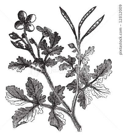 Greater Celandine vintage engraving Greater Celandine vintage engraving 12812009