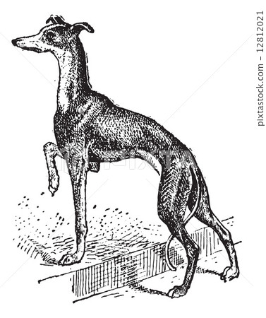 Greyhound, vintage engraving Greyhound, vintage engraving 12812021