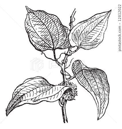 Smilax regelii or Sarsaparilla, vintage engraving. 12812022