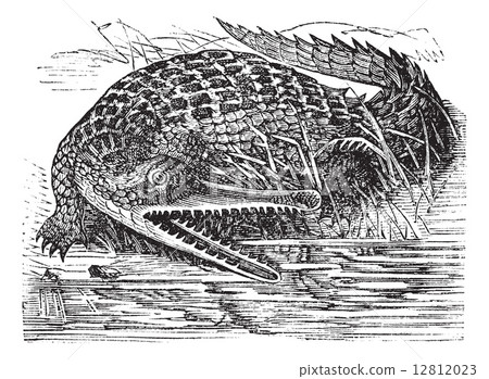 Gharial or Gavialis gangeticus vintage engraving Gharial or Gavialis gangeticus vintage engraving 12812023