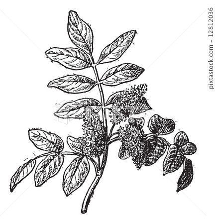 Mastic or Pistacia lentiscus, vintage engraving 12812036