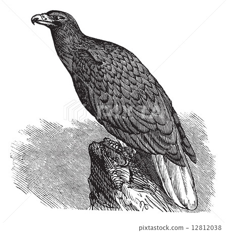Eagle of Europe (Haliaeetus albicilla) or White-tailed Eagle, vi 12812038