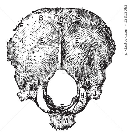 Occipital Bone, vintage engraving 12812062