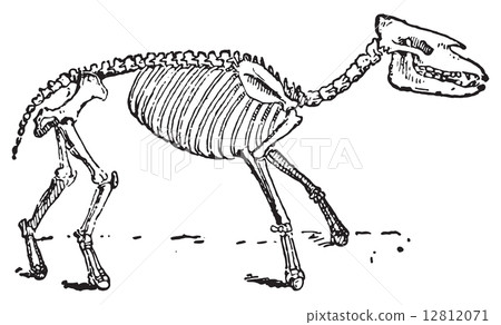 Palaeotherium, vintage engraving. 12812071