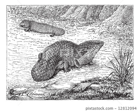 Bobtail or Tiliqua rugosa, vintage engraving 12812094