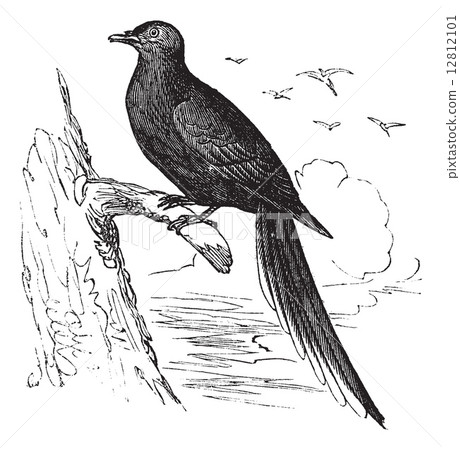 Passenger Pigeon or Wild Pigeon (Ectopistes migratorius), vintag 12812101