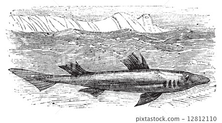 Spiny dogfish, spurdog, mud shark, piked dogfish or Squallus aca Spiny dogfish, spurdog, mud shark, piked dogfish or Squallus aca 12812110