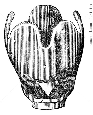 Larynx anatomy, vintage engraving. Larynx anatomy, vintage engraving. 12812124