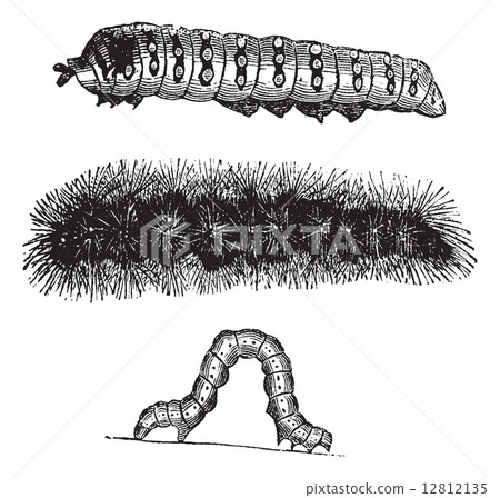 Caterpillar vintage engraving Caterpillar vintage engraving 12812135