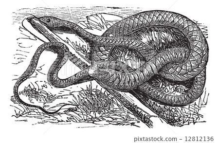 Whipsnake or Coachwhip or Masticophis flagellum, vintage engravi Whipsnake or Coachwhip or Masticophis flagellum, vintage engravi 12812136