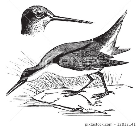 Wilson's Phalarope or Phalaropus tricolor, vintage engraving Wilson's Phalarope or Phalaropus tricolor, vintage engraving 12812141