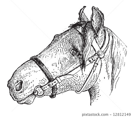 Noseband, vintage engraving Noseband, vintage engraving 12812149