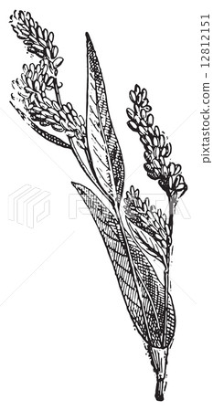 Lady's Thumb or Soft Smartweed, vintage engraving. Lady's Thumb or Soft Smartweed, vintage engraving. 12812151