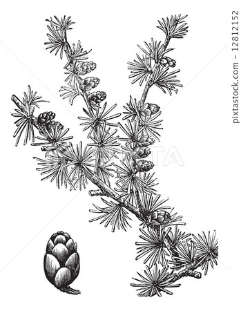Tamarack (Larix Americana) or Hackmatack, vintage engraving Tamarack (Larix Americana) or Hackmatack, vintage engraving 12812152
