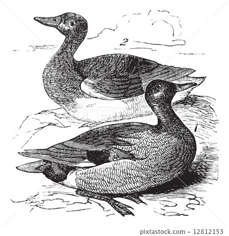 Gadwall or Anas strepera vintage engraving 12812153
