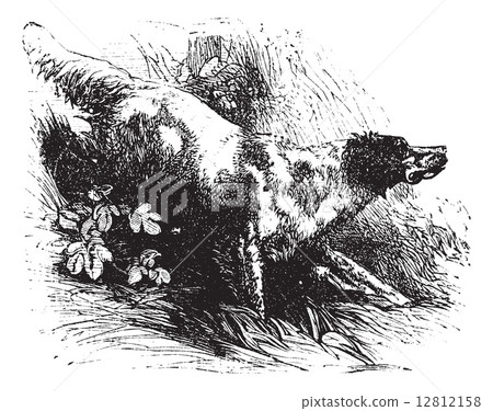 English Setter vintage engraving 12812158