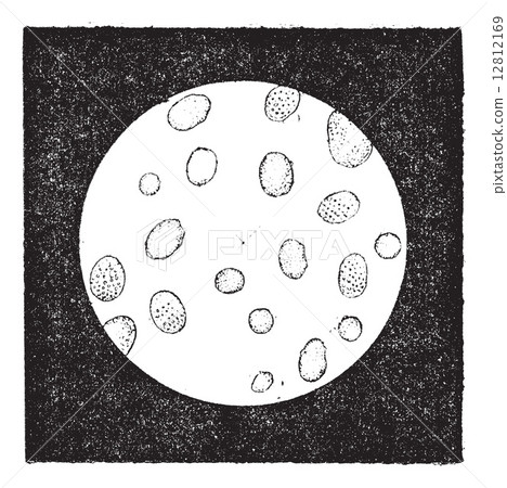 Fig. 2. White blood cells or leukocytes, vintage engraving. 12812169