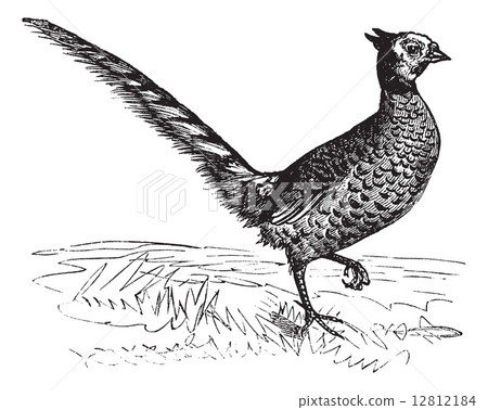Common Pheasant or Phasianus colchicus, vintage engraving 12812184