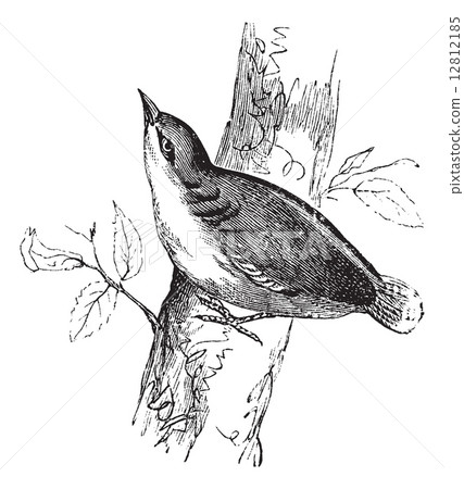 Eurasian Nuthatch or Sitta europaea vintage engraving Eurasian Nuthatch or Sitta europaea vintage engraving 12812185