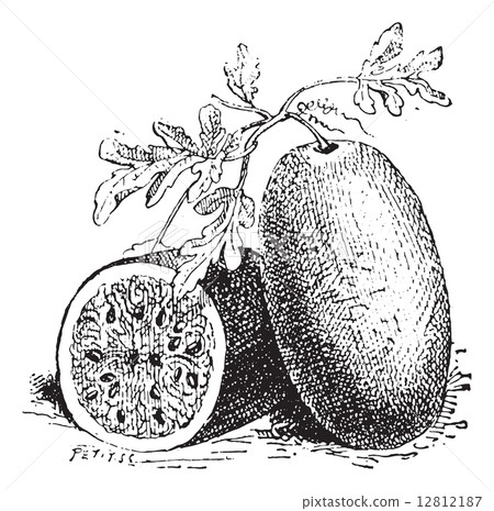 Watermelon, vintage engraving. Watermelon, vintage engraving. 12812187