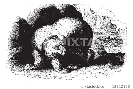 Bear, vintaqe engraving. Bear, vintaqe engraving. 12812190