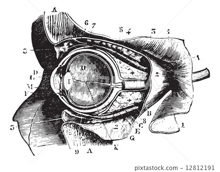 Section perpendicular to the orbit and eyeball, vintage engravin 12812191