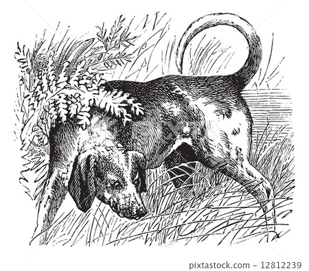 Beagle or Canis lupus familiaris vintage engraving 12812239