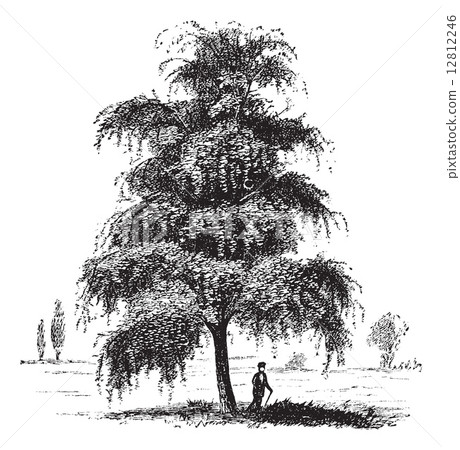 Birch or Betula, tree, vintage engraving. 12812246